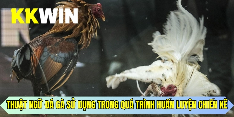 Chia sẻ thuật ngữ đá gà sử dụng trong quá trình huấn luyện chiến kê 