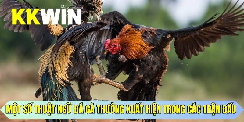 Một số thuật ngữ đá gà thường xuất hiện trong các trận đấu 