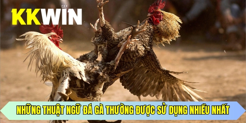 Những thuật ngữ đá gà thường được sử dụng nhiều nhất 