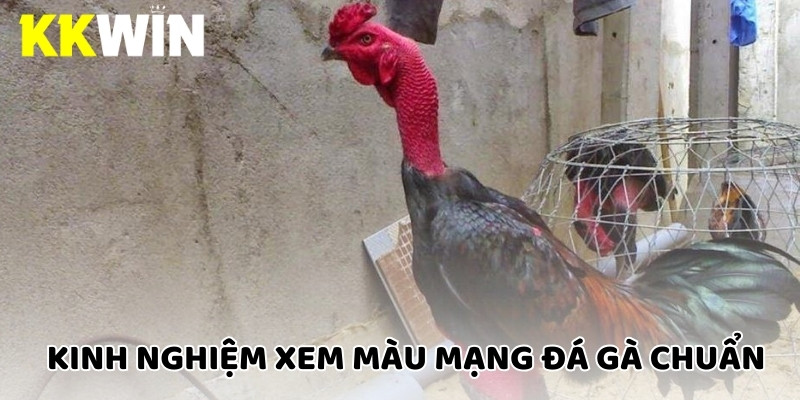 Chia sẻ kinh nghiệm xem màu mạng đá gà chuẩn