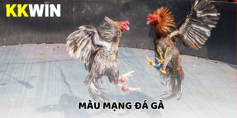 màu mạng đá gà