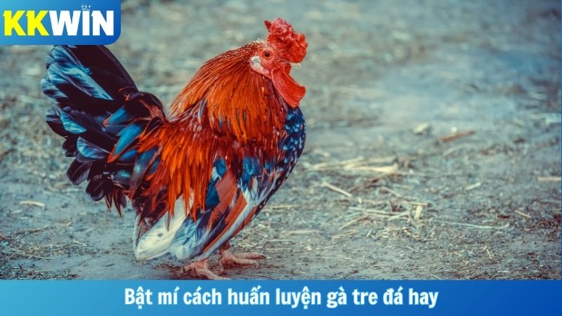 Bật mí cách huấn luyện gà tre đá hay