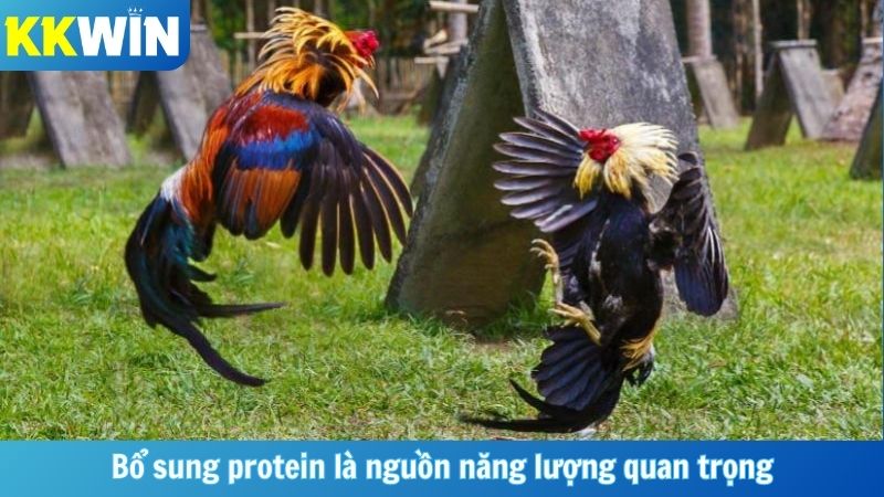 Bổ sung protein là nguồn năng lượng quan trọng