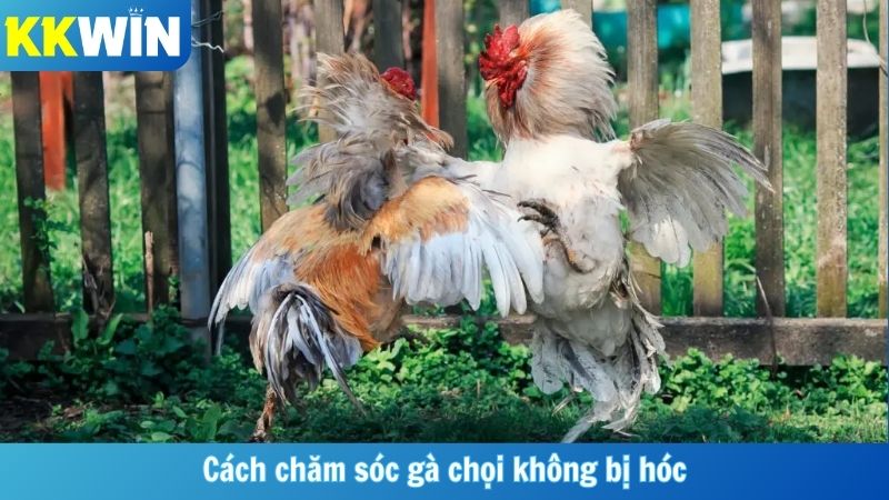 Cách chăm sóc gà chọi không bị hóc