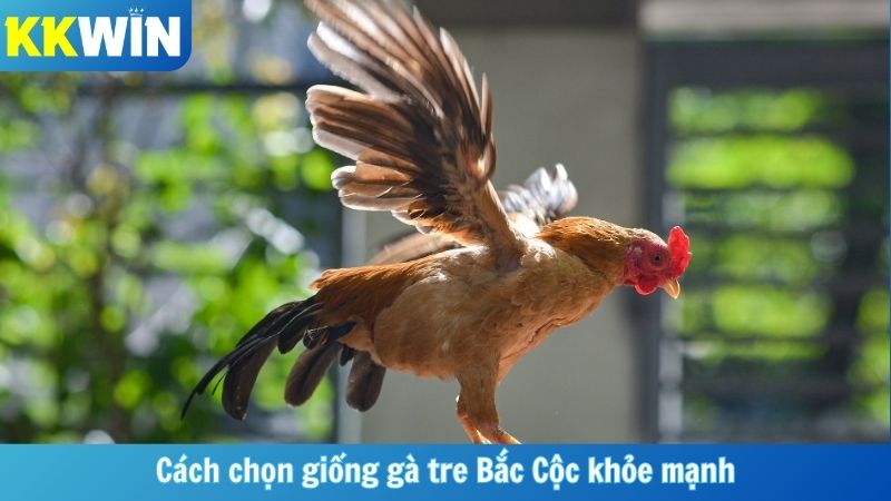 Cách chọn giống gà tre Bắc Cộc khỏe mạnh