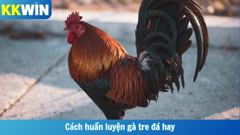 Cách Huấn Luyện Gà Tre Đá Hay
