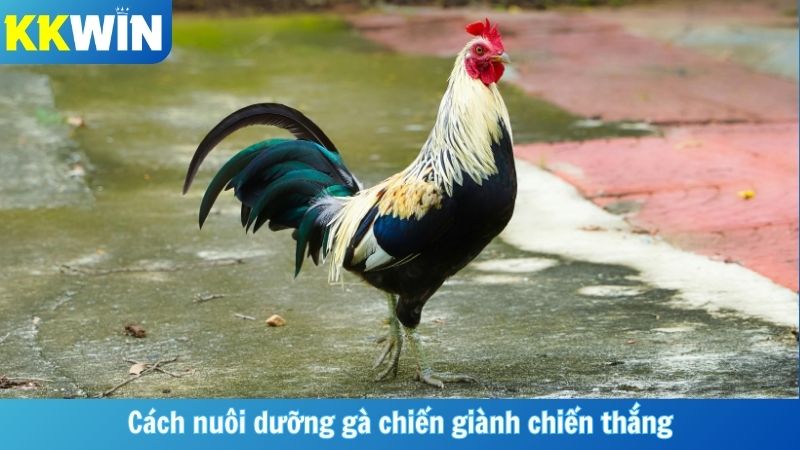 Cách nuôi dưỡng gà chiến giành chiến thắng