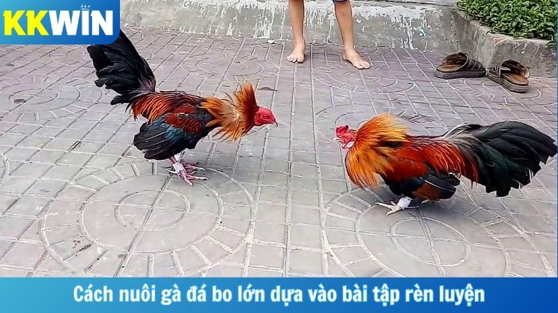 Cách nuôi gà đá bo lớn dựa vào bài tập rèn luyện
