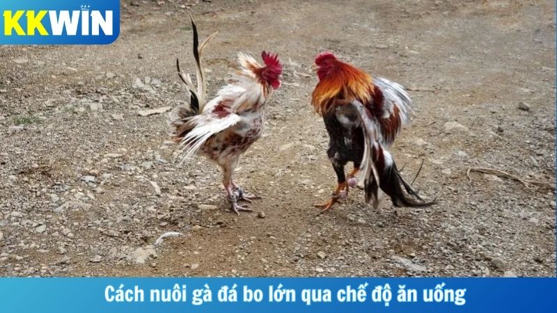 Cách nuôi gà đá bo lớn qua chế độ ăn uống