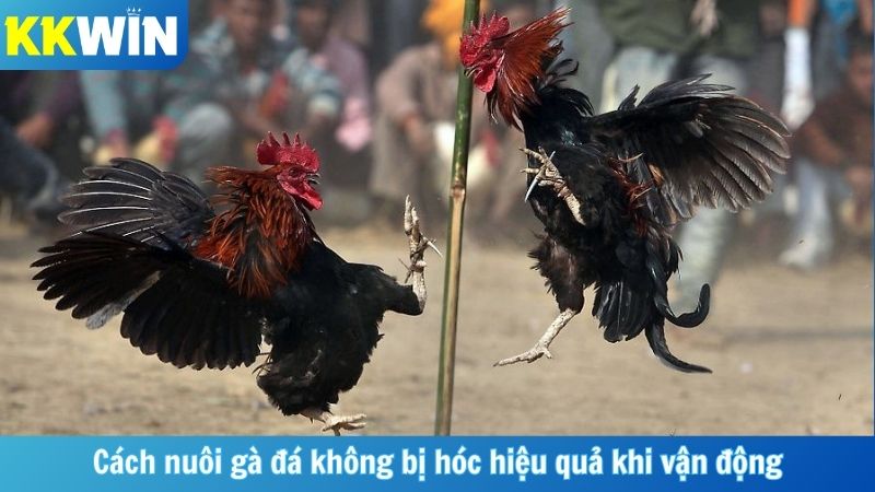 Cách nuôi gà đá không bị hóc hiệu quả khi vận động