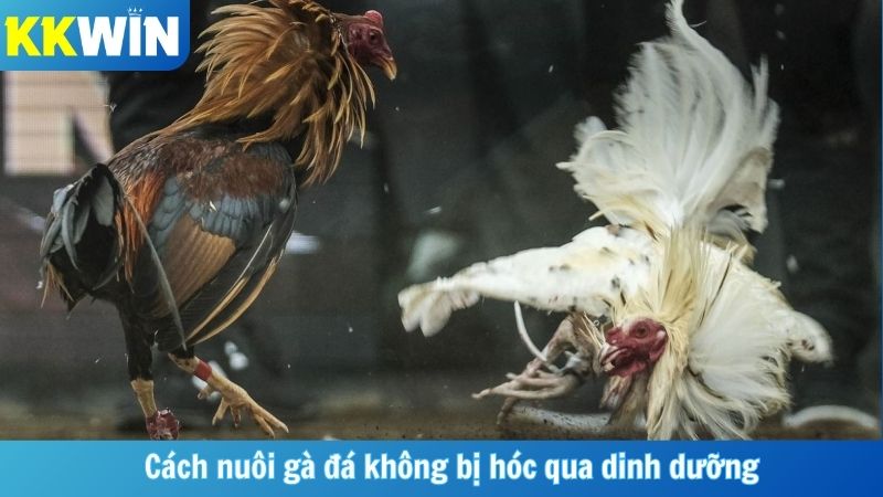 Cách nuôi gà đá không bị hóc qua dinh dưỡng