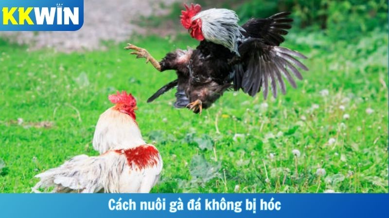 Cách Nuôi Gà Đá Không Bị Hóc