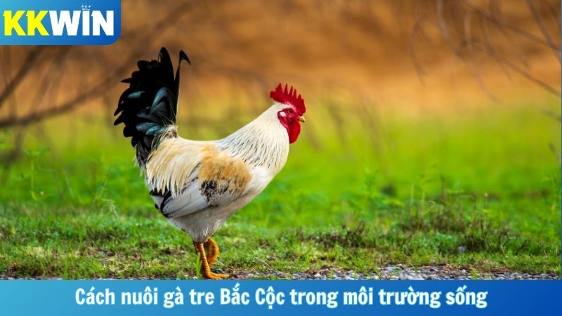 Cách nuôi gà tre Bắc Cộc trong môi trường sống