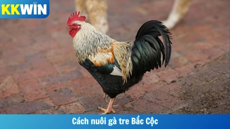 Cách Nuôi Gà Tre Bắc Cộc