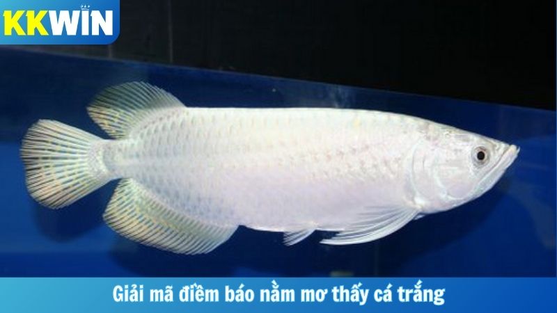 Giải mã điềm báo nằm mơ thấy cá trắng