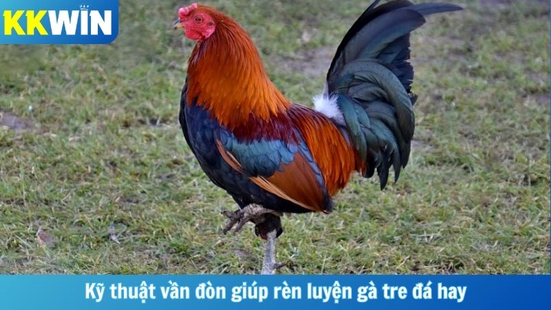 Kỹ thuật vần đòn giúp rèn luyện gà tre đá hay