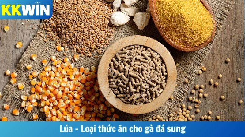 Lúa - Loại thức ăn cho gà đá sung