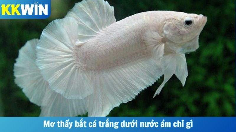 Mơ thấy bắt cá trắng dưới nước ám chỉ gì