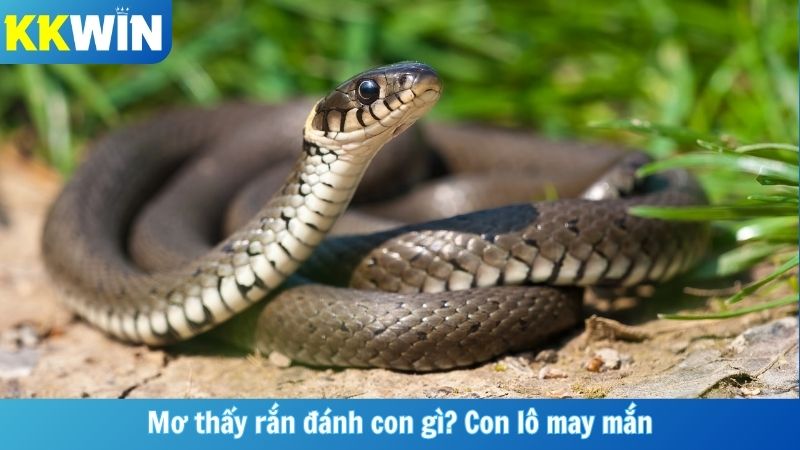 Mơ thấy rắn đánh con gì? Con lô may mắn
