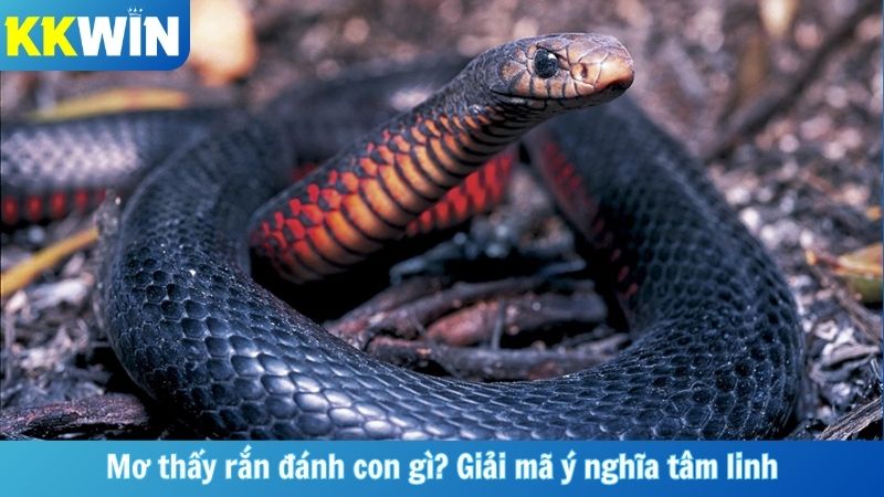 Mơ thấy rắn đánh con gì? Giải mã ý nghĩa tâm linh