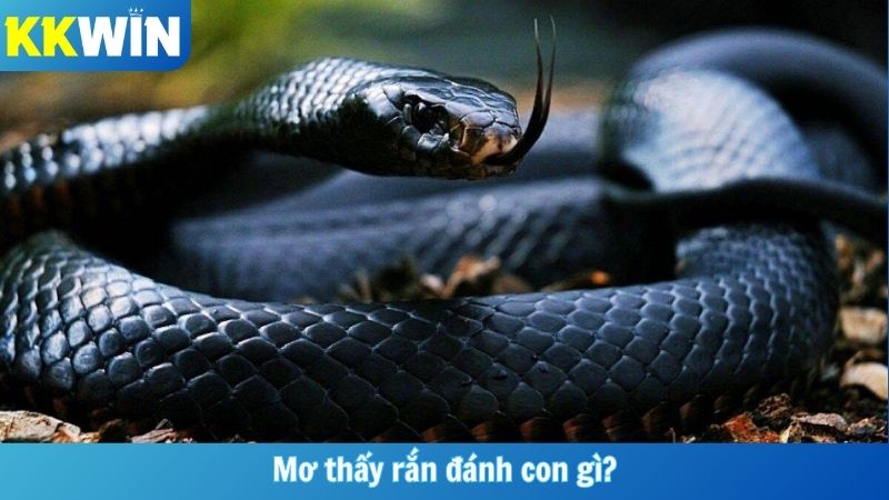 Mơ Thấy Rắn Đánh Con Gì