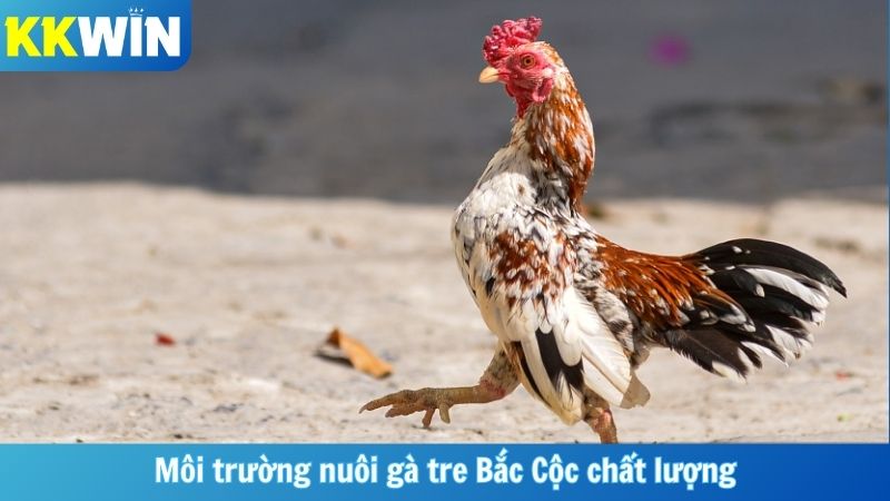 Môi trường nuôi gà tre Bắc Cộc chất lượng
