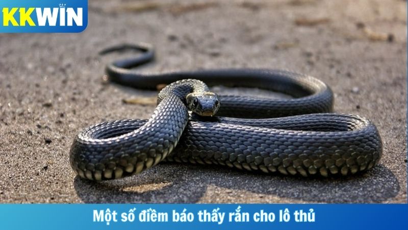 Một số điềm báo thấy rắn cho lô thủ