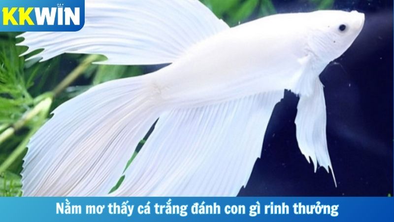 Nằm mơ thấy cá trắng đánh con gì rinh thưởng