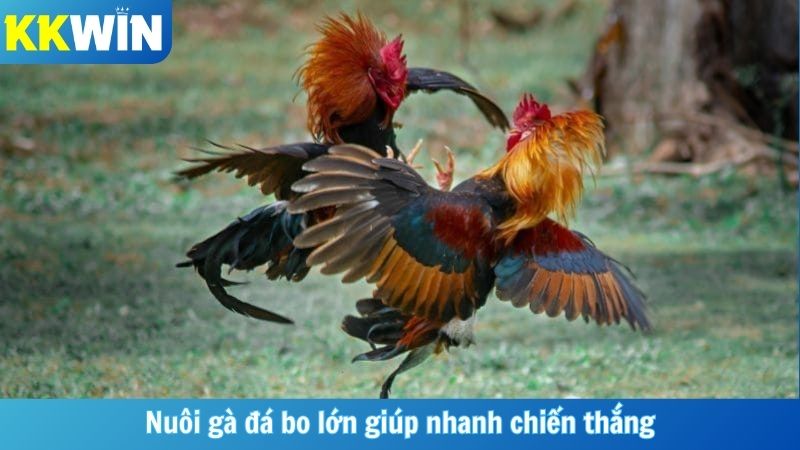 Nuôi gà đá bo lớn giúp nhanh chiến thắng