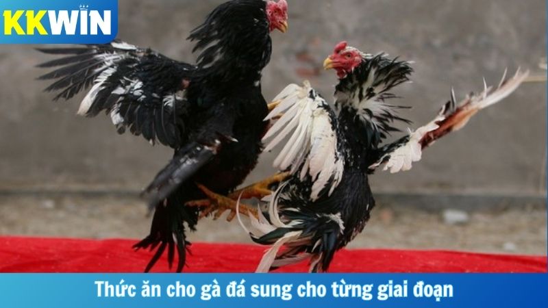 Thức ăn cho gà đá sung cho từng giai đoạn