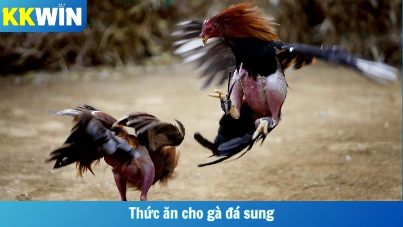 Thức Ăn Cho Gà Đá Sung