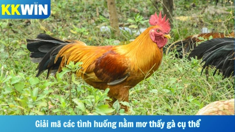 Giải mã các tình huống nằm mơ thấy gà cụ thể