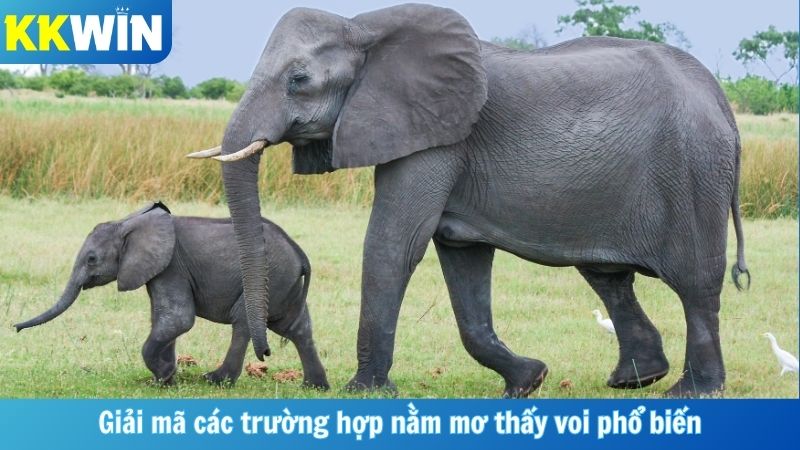 Giải mã các trường hợp nằm mơ thấy voi phổ biến