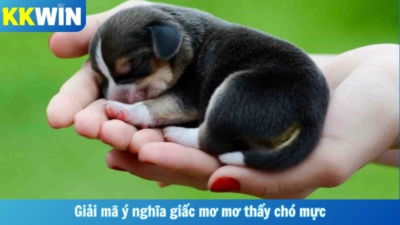 Giải mã ý nghĩa giấc mơ mơ thấy chó mực