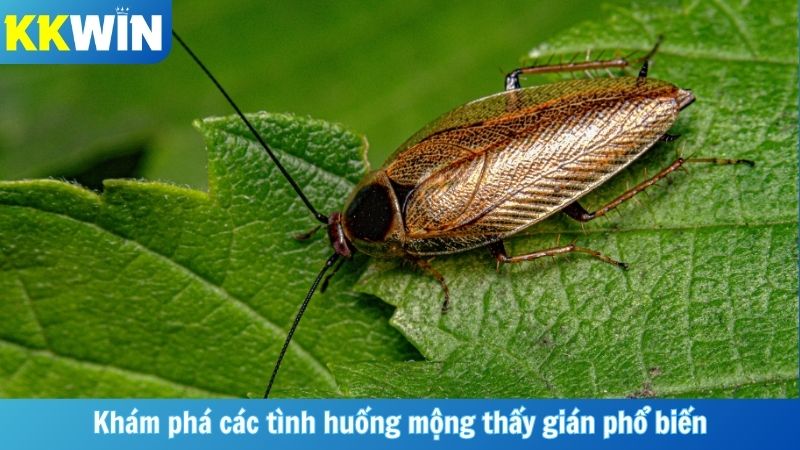 Khám phá các tình huống mộng thấy gián phổ biến