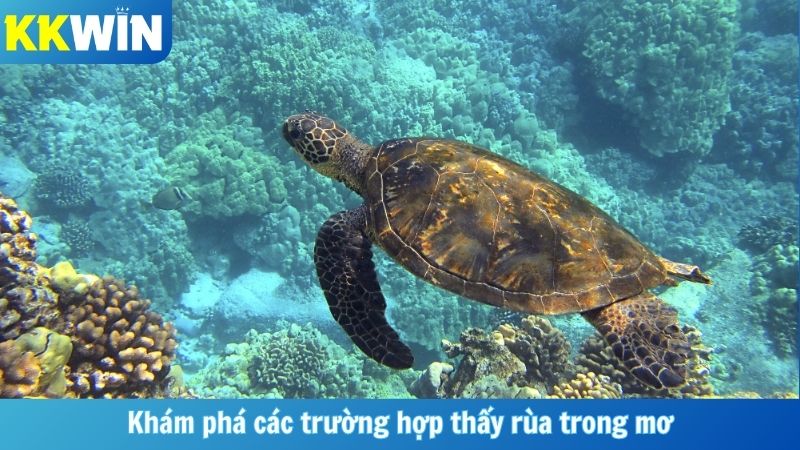 Khám phá các trường hợp thấy rùa trong mơ