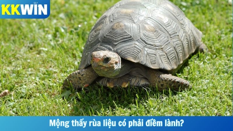 Mộng thấy rùa liệu có phải điềm lành?