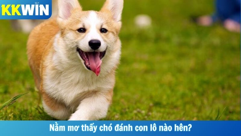Nằm mơ thấy chó đánh con lô nào hên?