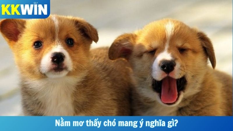 Nằm mơ thấy chó mang ý nghĩa gì?