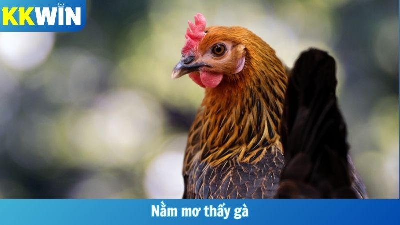 Nằm Mơ Thấy Gà