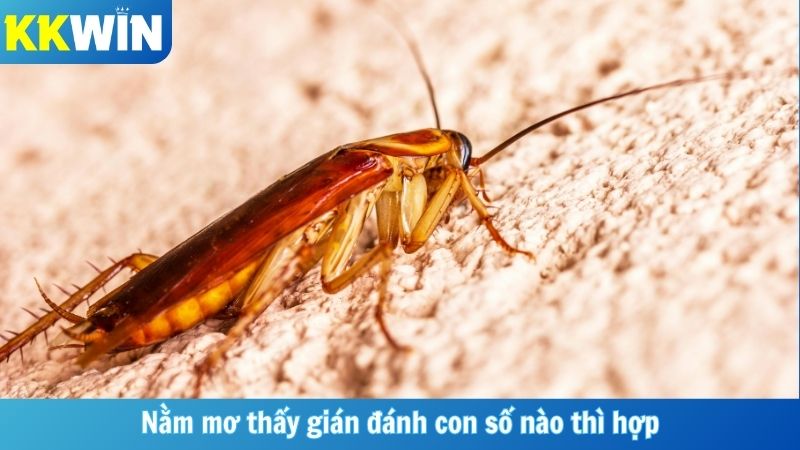 Nằm mơ thấy gián đánh con số nào thì hợp