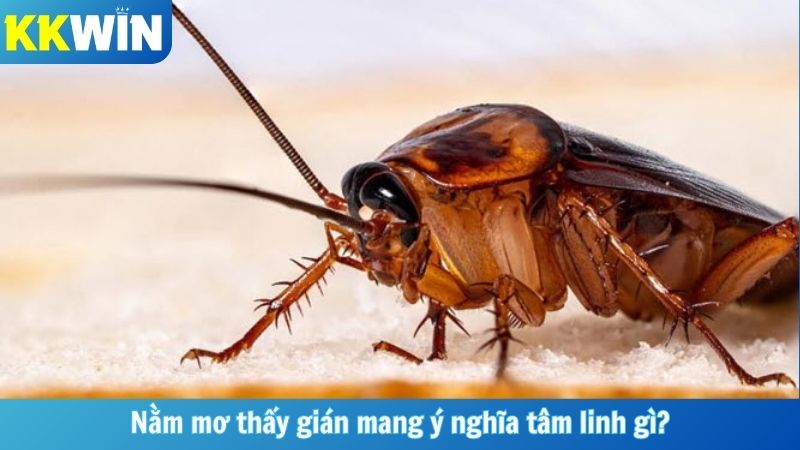 Nằm mơ thấy gián mang ý nghĩa tâm linh gì?
