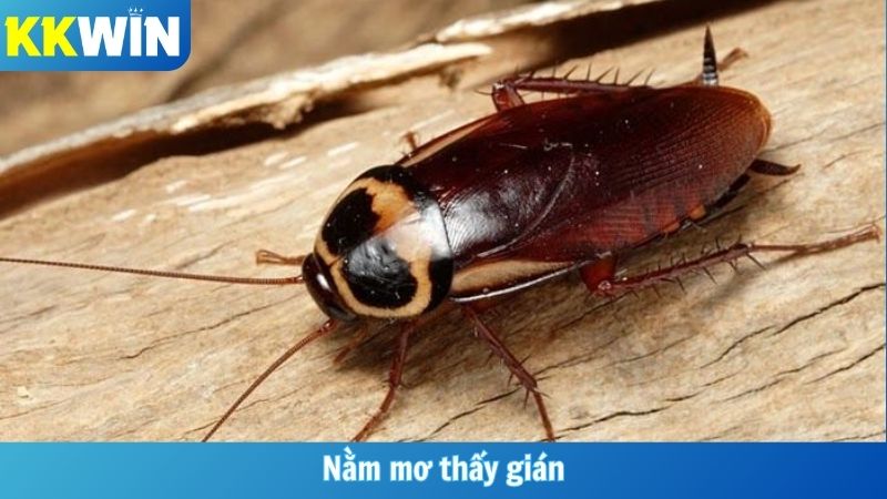 Nằm Mơ Thấy Gián