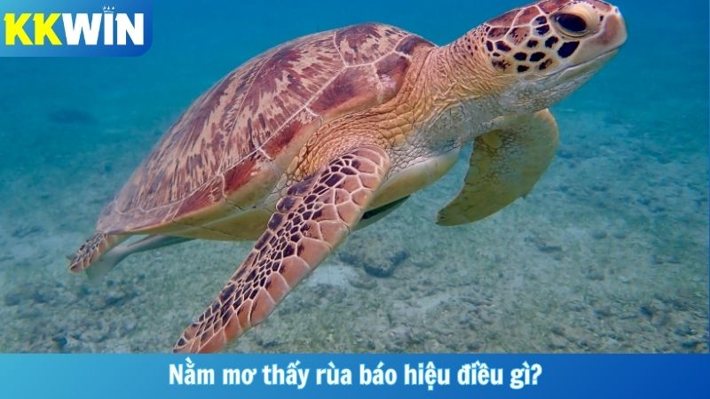 Nằm mơ thấy rùa báo hiệu điều gì?