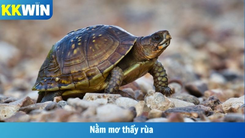 Nằm Mơ Thấy Rùa