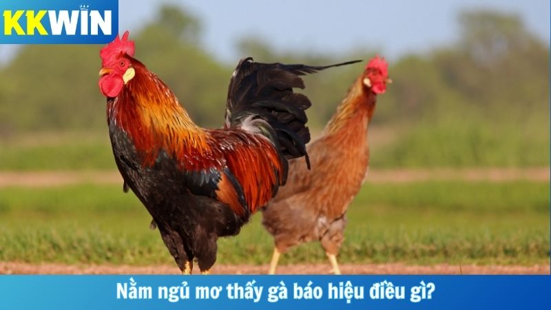 Nằm ngủ mơ thấy gà báo hiệu điều gì?