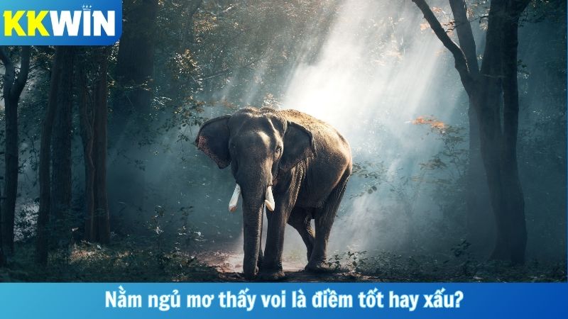 Nằm ngủ mơ thấy voi là điềm tốt hay xấu?