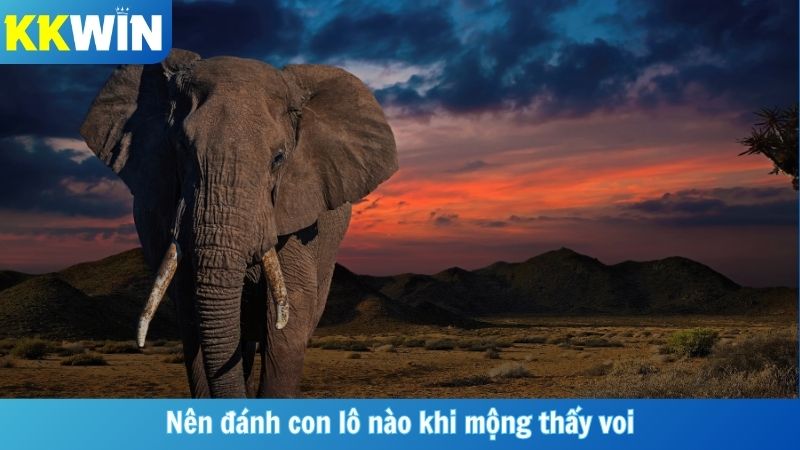 Nên đánh con lô nào khi mộng thấy voi