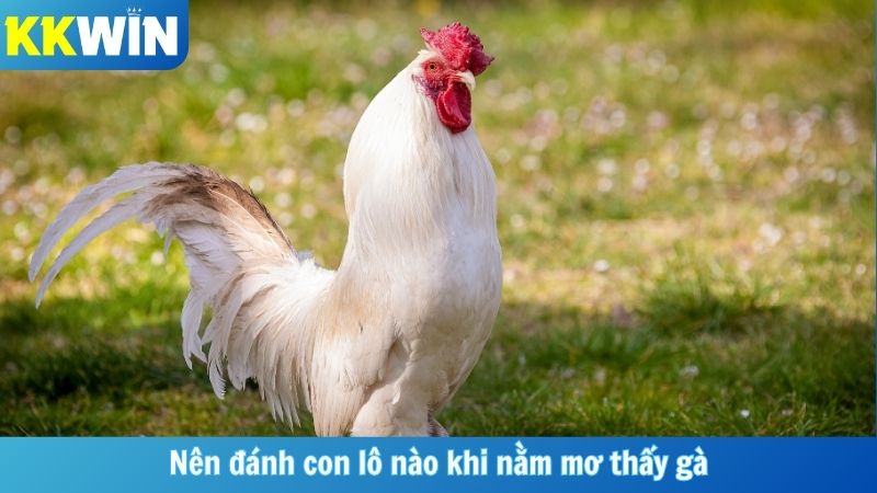 Nên đánh con lô nào khi nằm mơ thấy gà